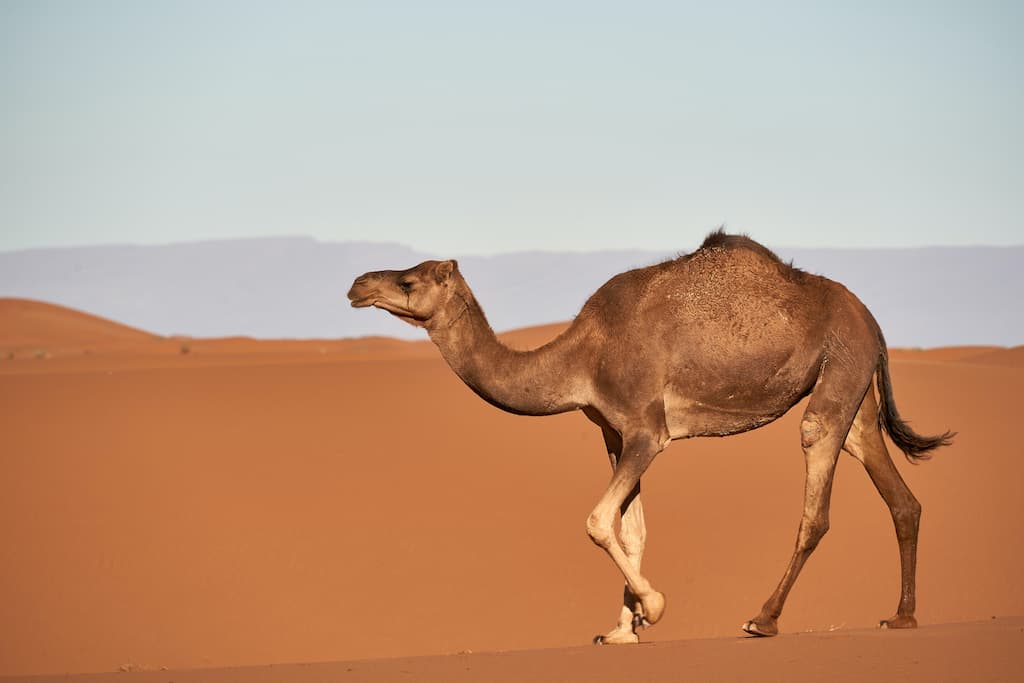 Foto de um camelo em Dubai em um roteiro 5 dias.

