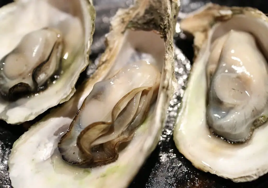 o que comer em florianópolis? As famosas ostras frescas do Ostradamus!