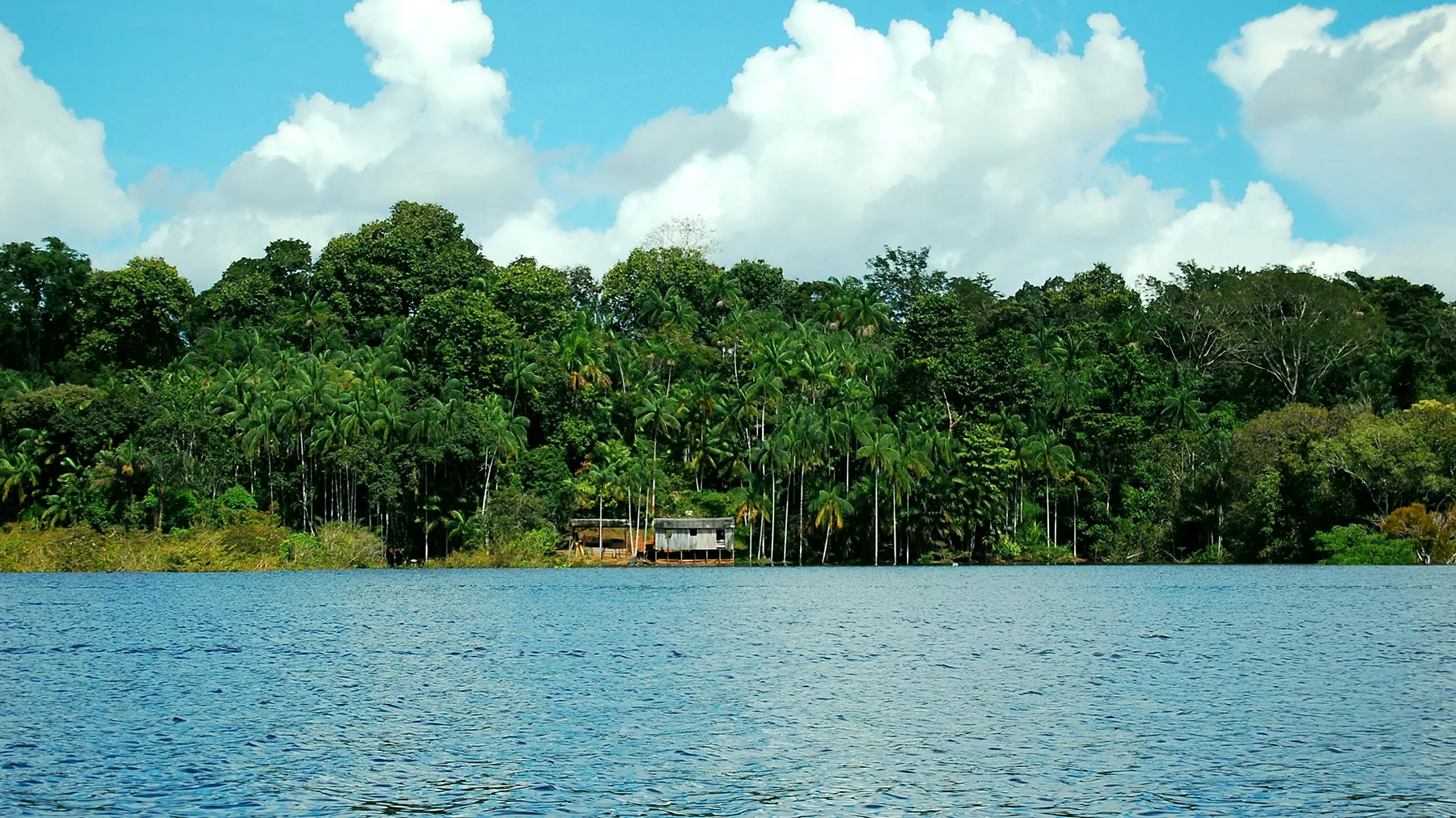 Reserva de Mimirauá, Amazonas. Lugares para visitar sozinha no Brasil