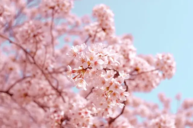viajar para o japão - cerejeiras