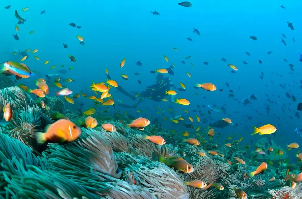 onde fica ilhas maldivas mergulho com snorkel